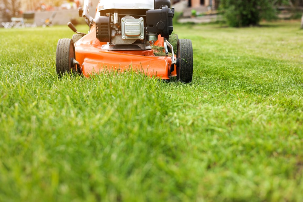 grass cutting lawn care
